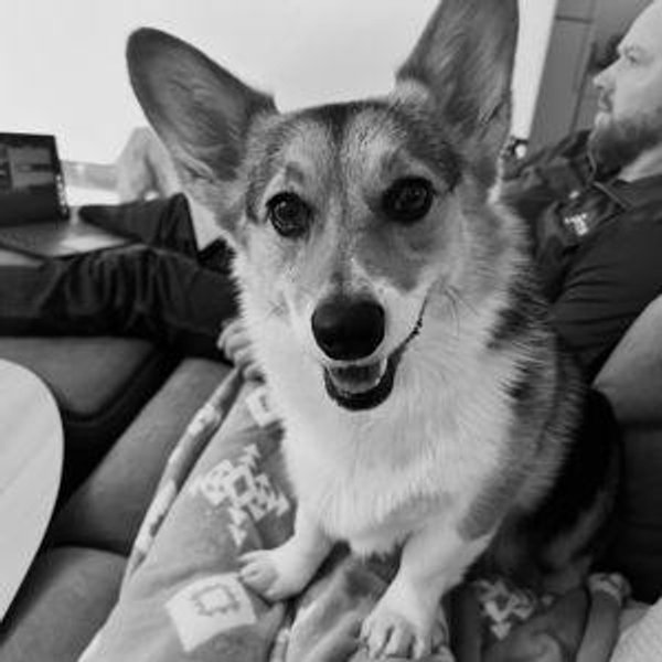 Donation to The National Mill Dog Rescue