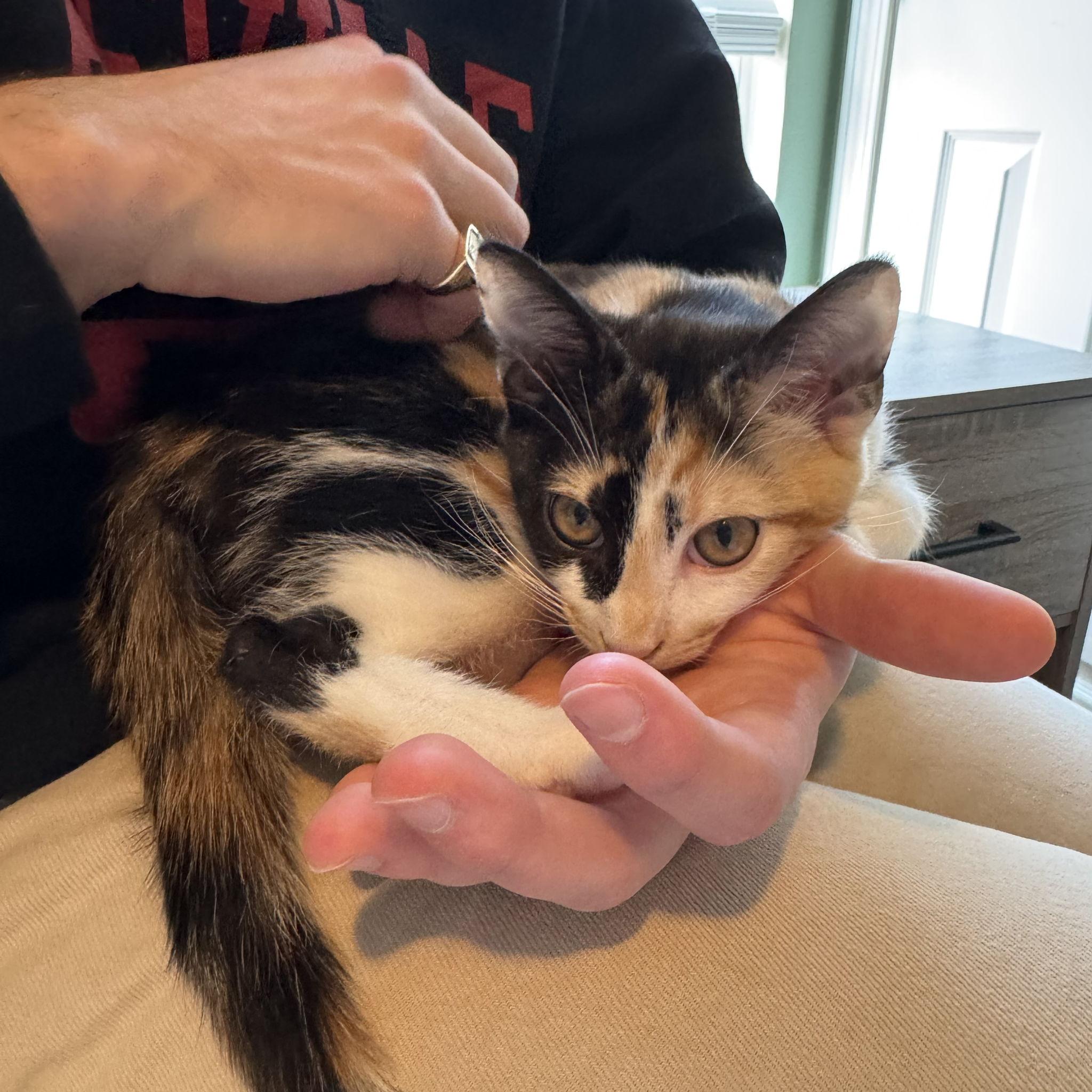 Our new kitten, Carmella (Carmy) named after our favorite restaurant in Pittsburgh were went on one of our first dates