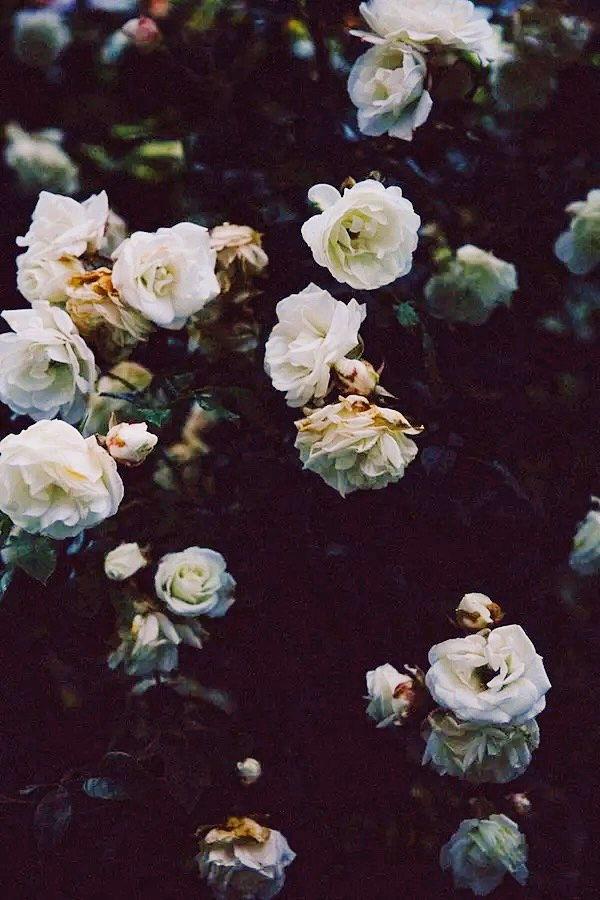 The Wedding Website of Melanie Bruce and Zachary Machado