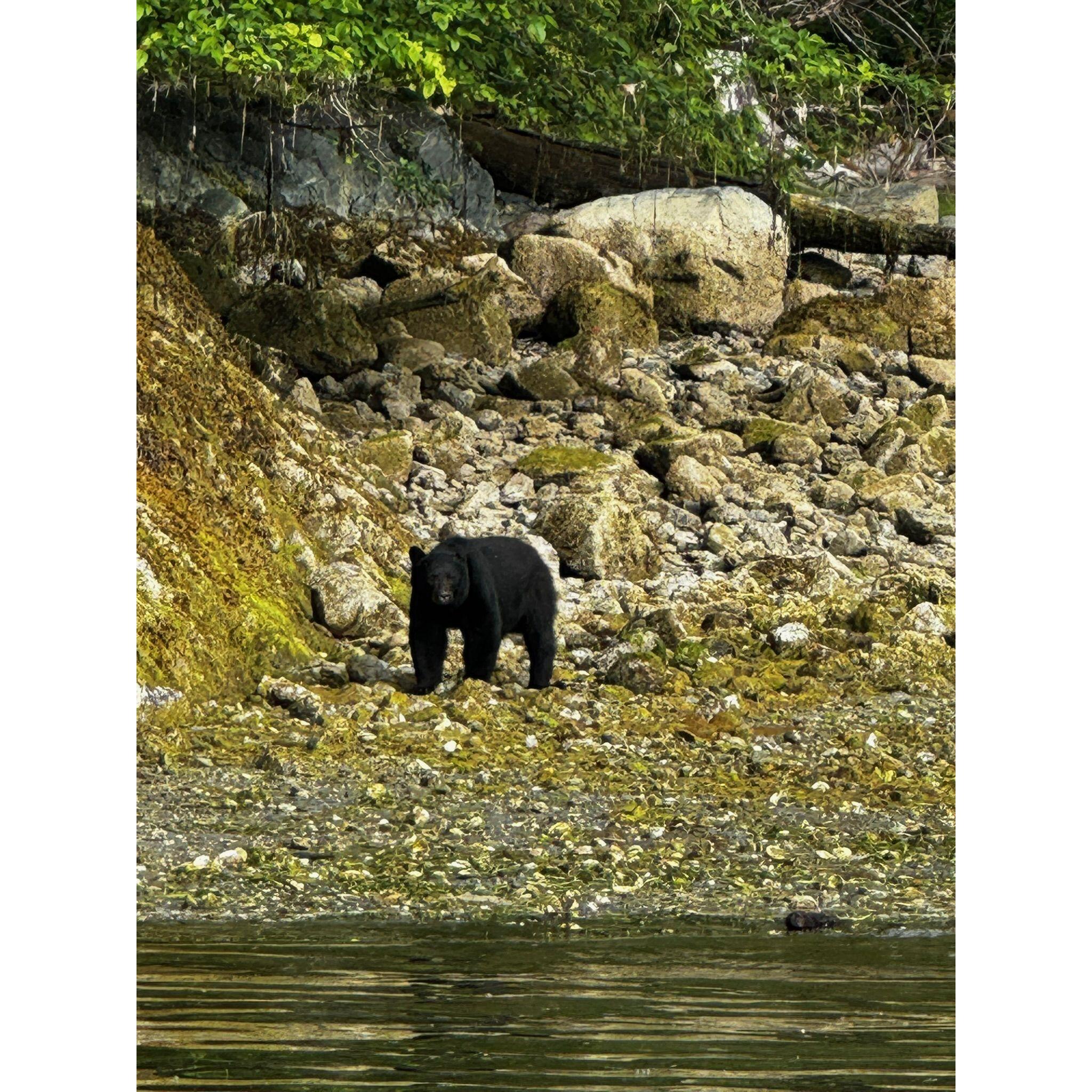 Beary cute berry pickers