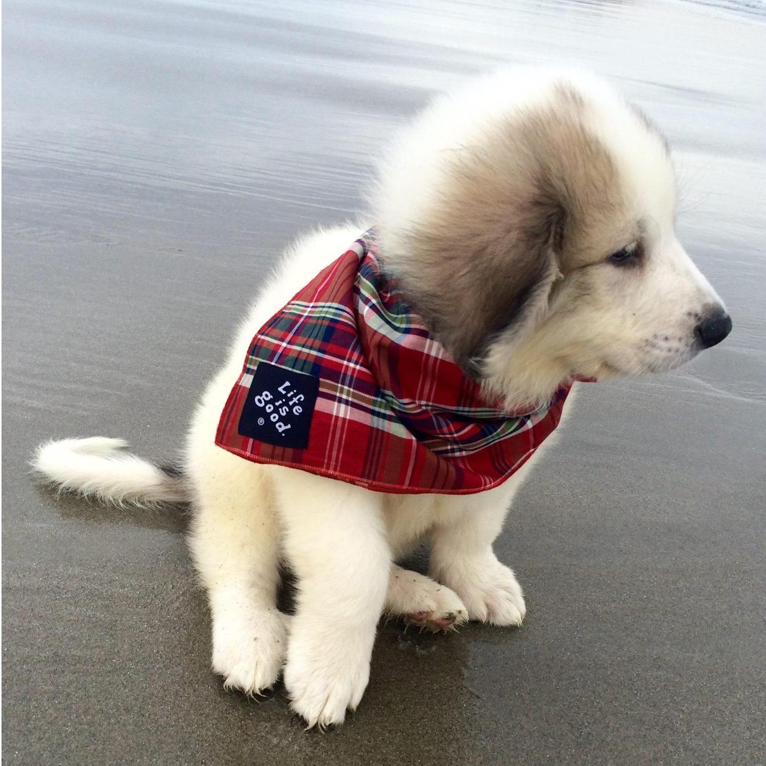 The day we brought our good boy Chief home