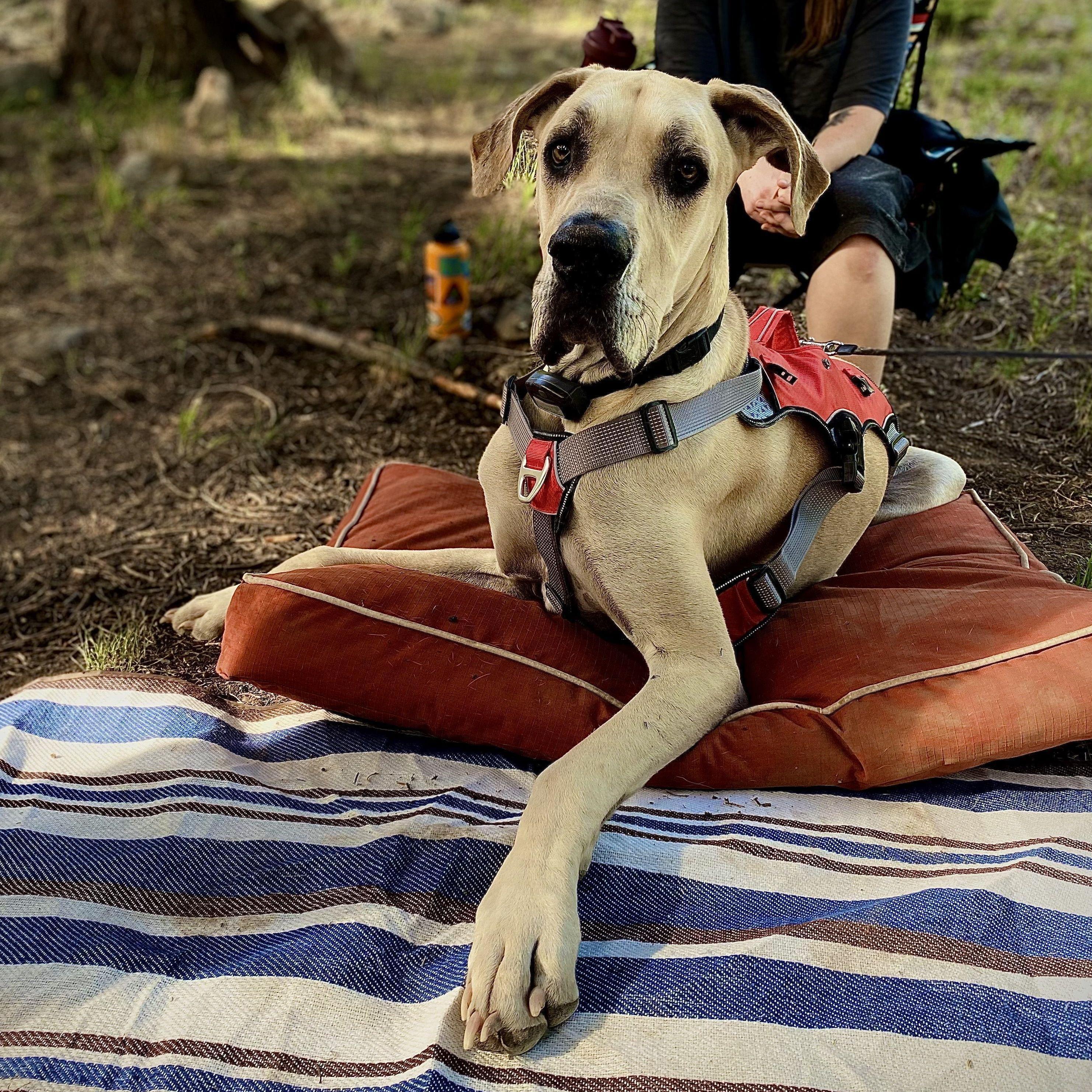 Gaston enjoying the Pecos area