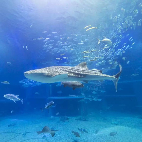 Osaka Aquarium