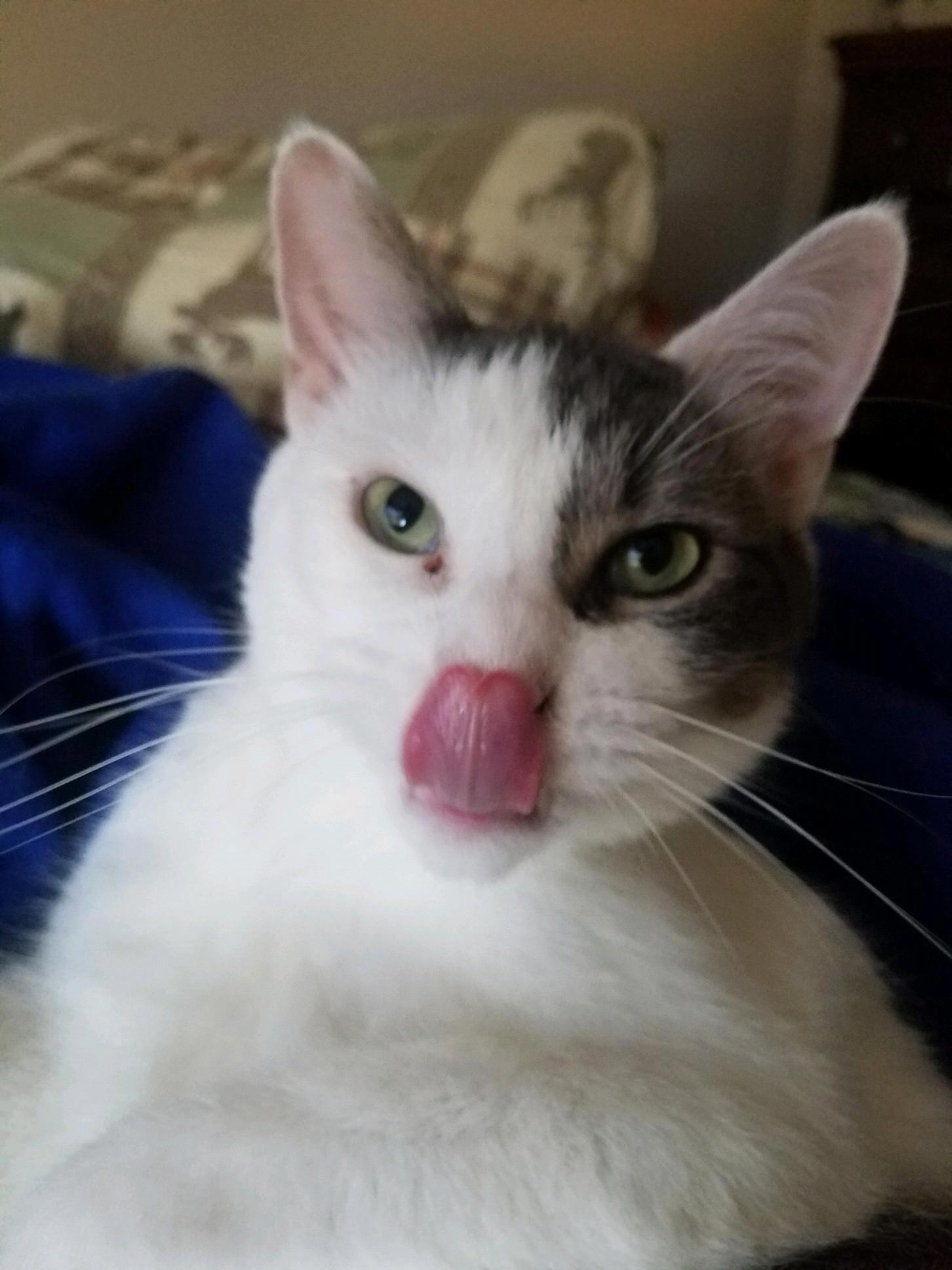 Our cat Rummie! He is the sweetest cat ever and is a friend to everyone.