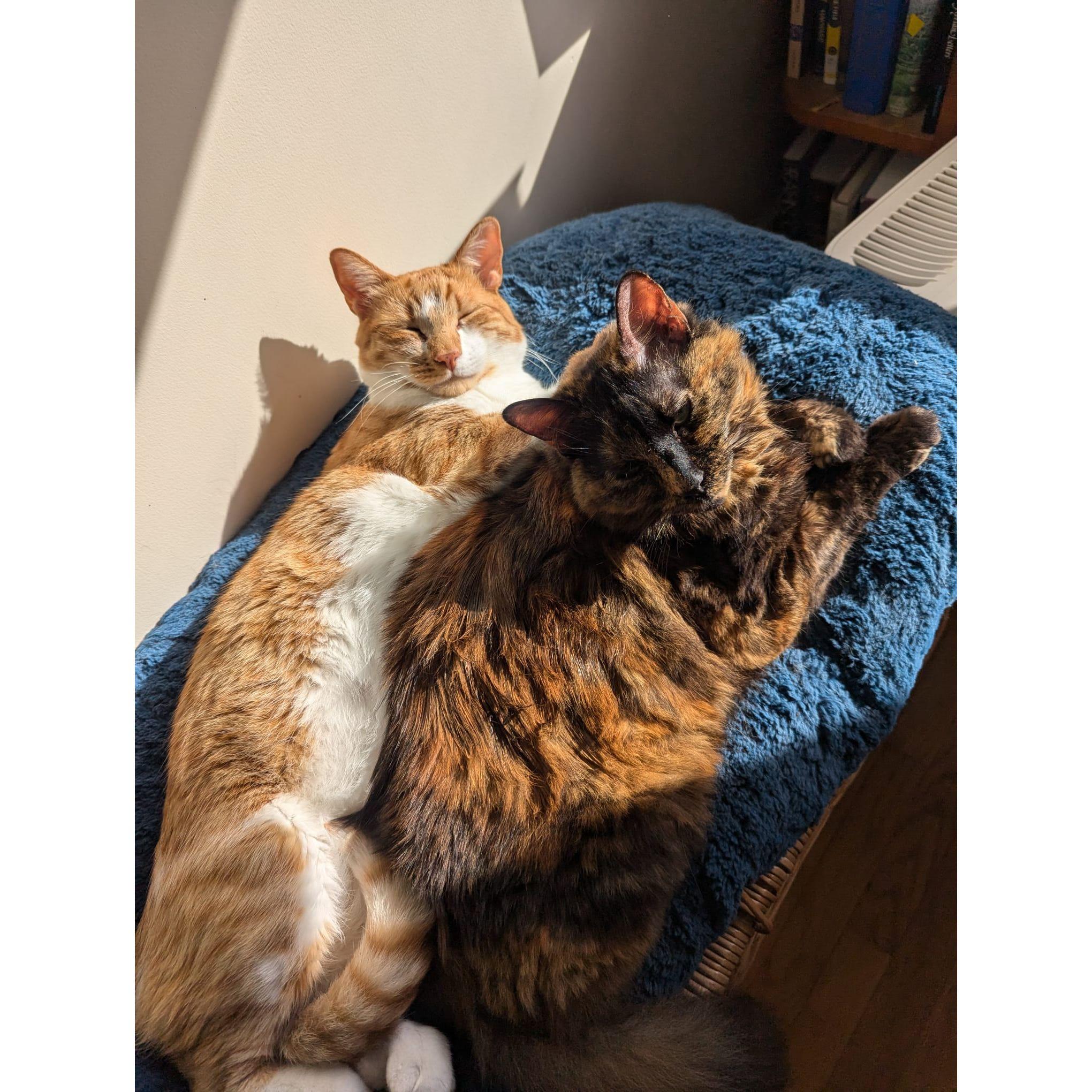 Had to include a picture of Babygirl and Leo