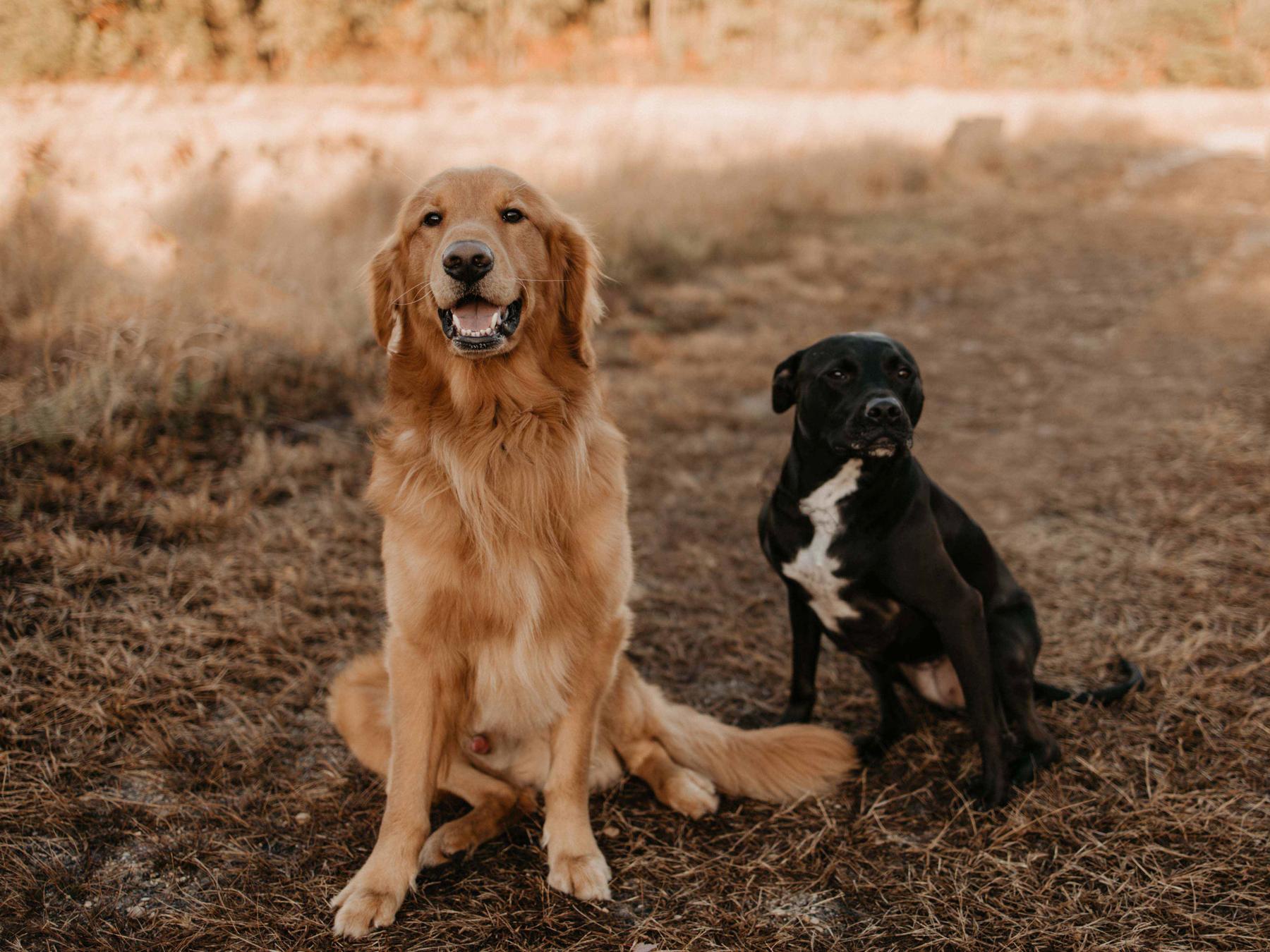 The Wedding Website of Nichole Durante and Nickko Waugh