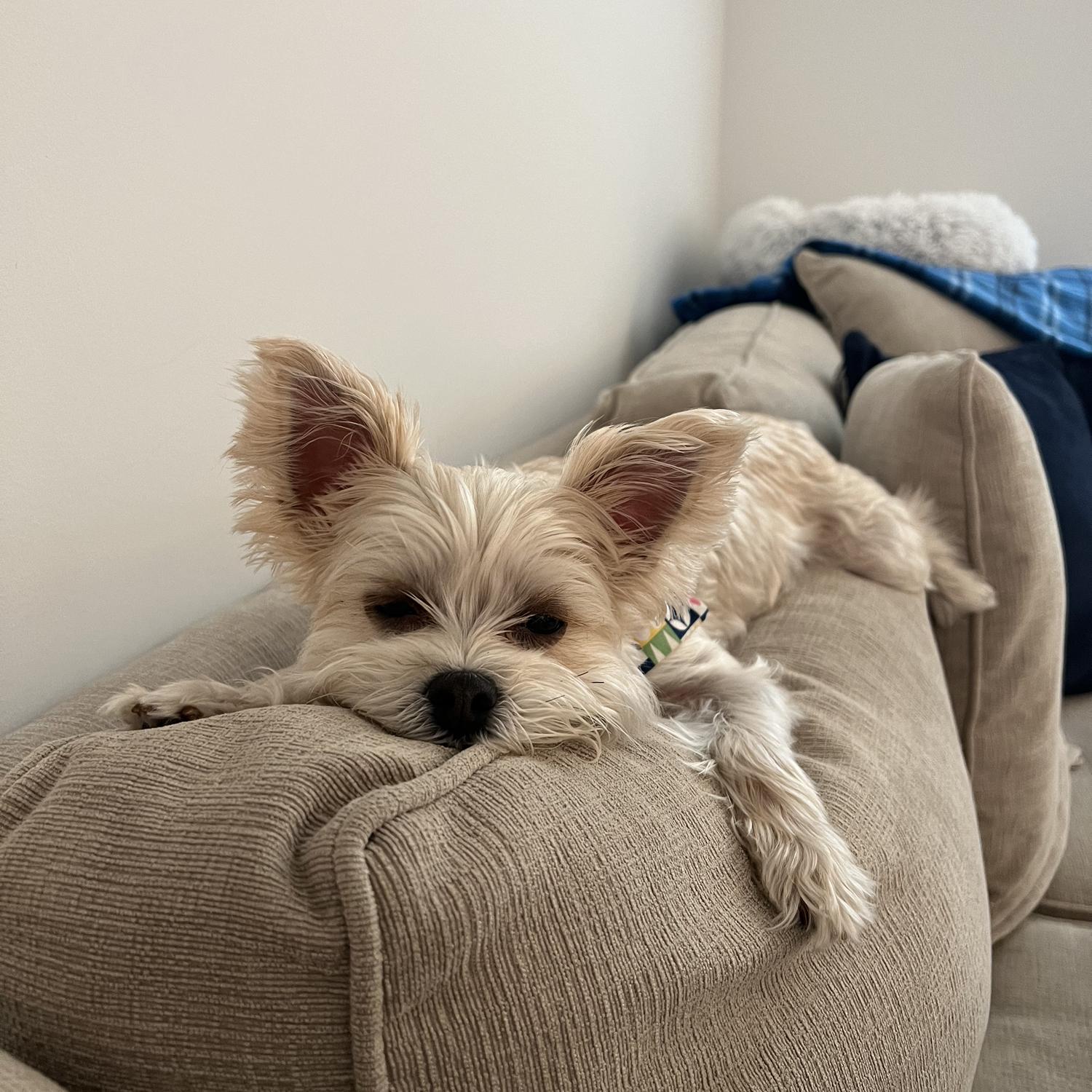 Our pup Ellie Jo.