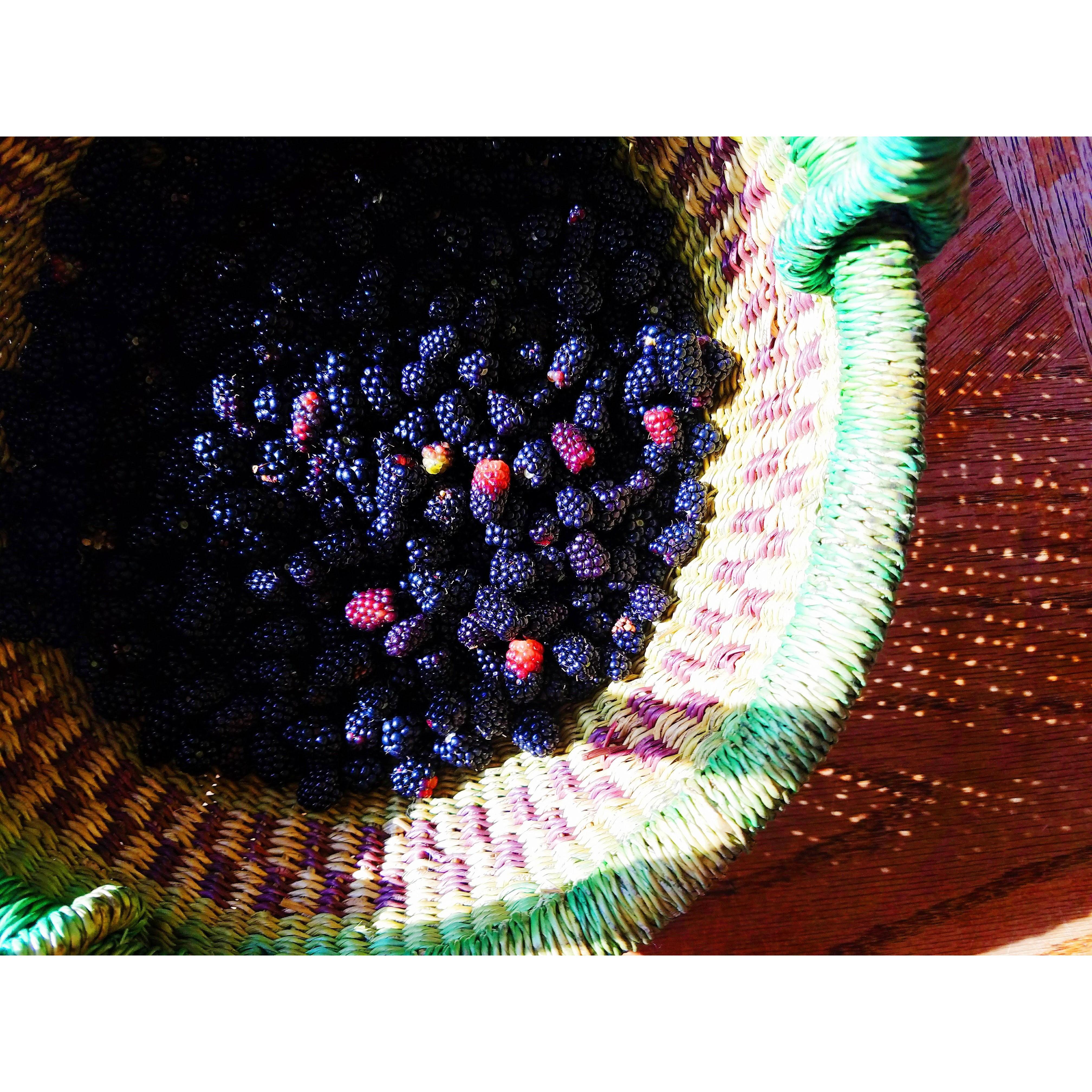 August 19th, 2017:
Foraging wild blackberries together! ☀️