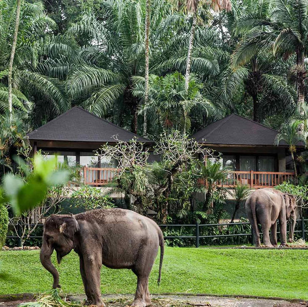 Day at Ubud Elephant Sanctuary