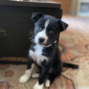 Pasadena Humane Society Donation