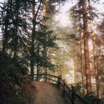 Forest Park