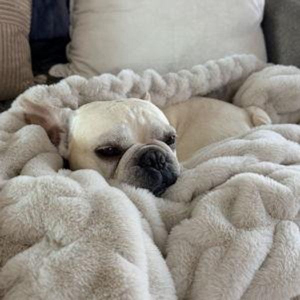 Dog Sitting During Honeymoon
