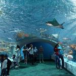 Shedd Aquarium