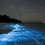 Laguna Grande Bioluminescent Bay