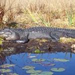 Okefenokee National Wildlife Refuge