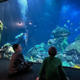 Tennessee Aquarium
