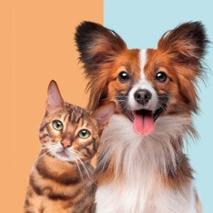 Get Sam a pet!
