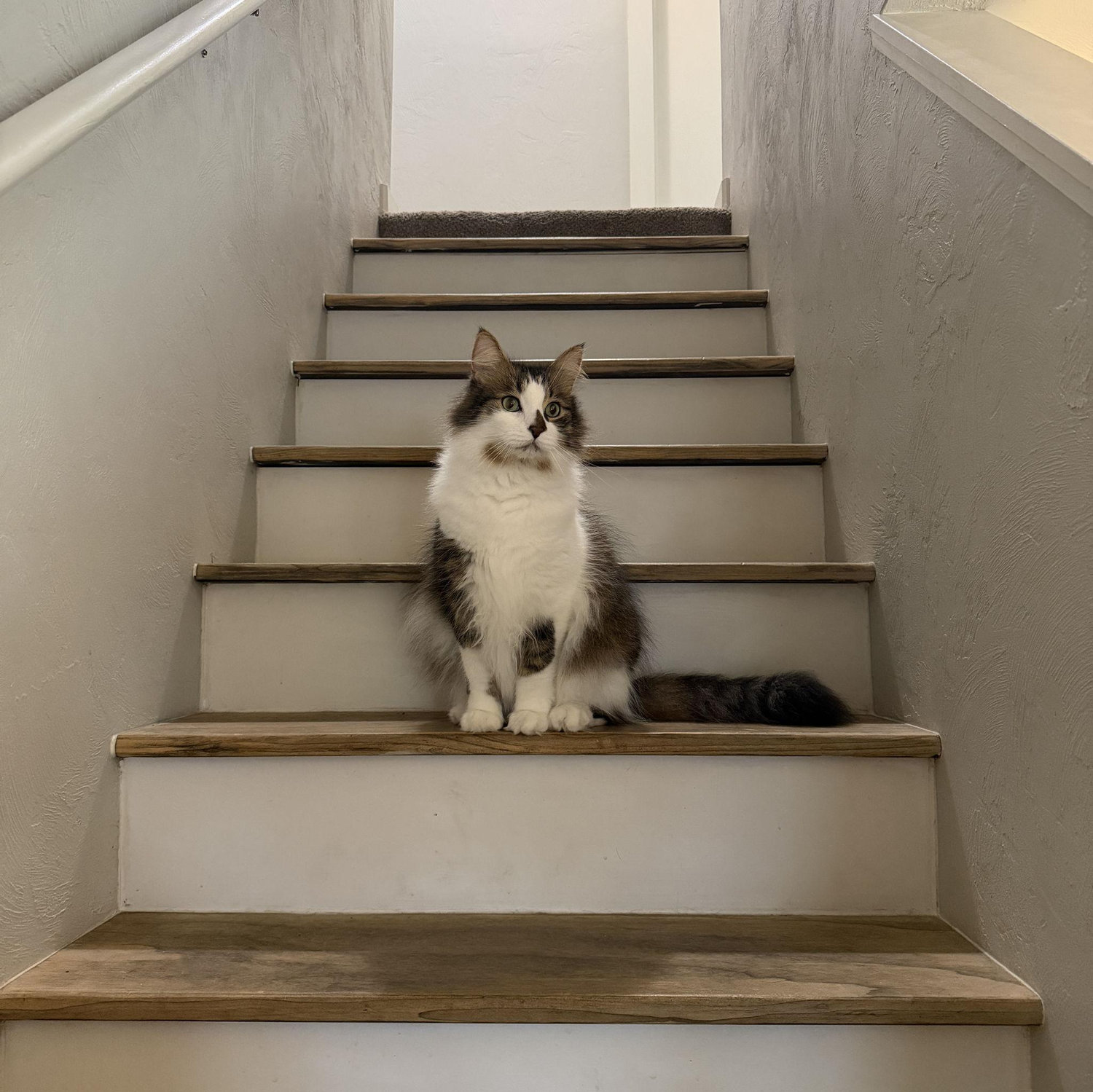 Our sweet cat, Paxton