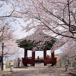 Seoul Forest Trimage