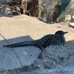 Roadrunner Coffee Co.