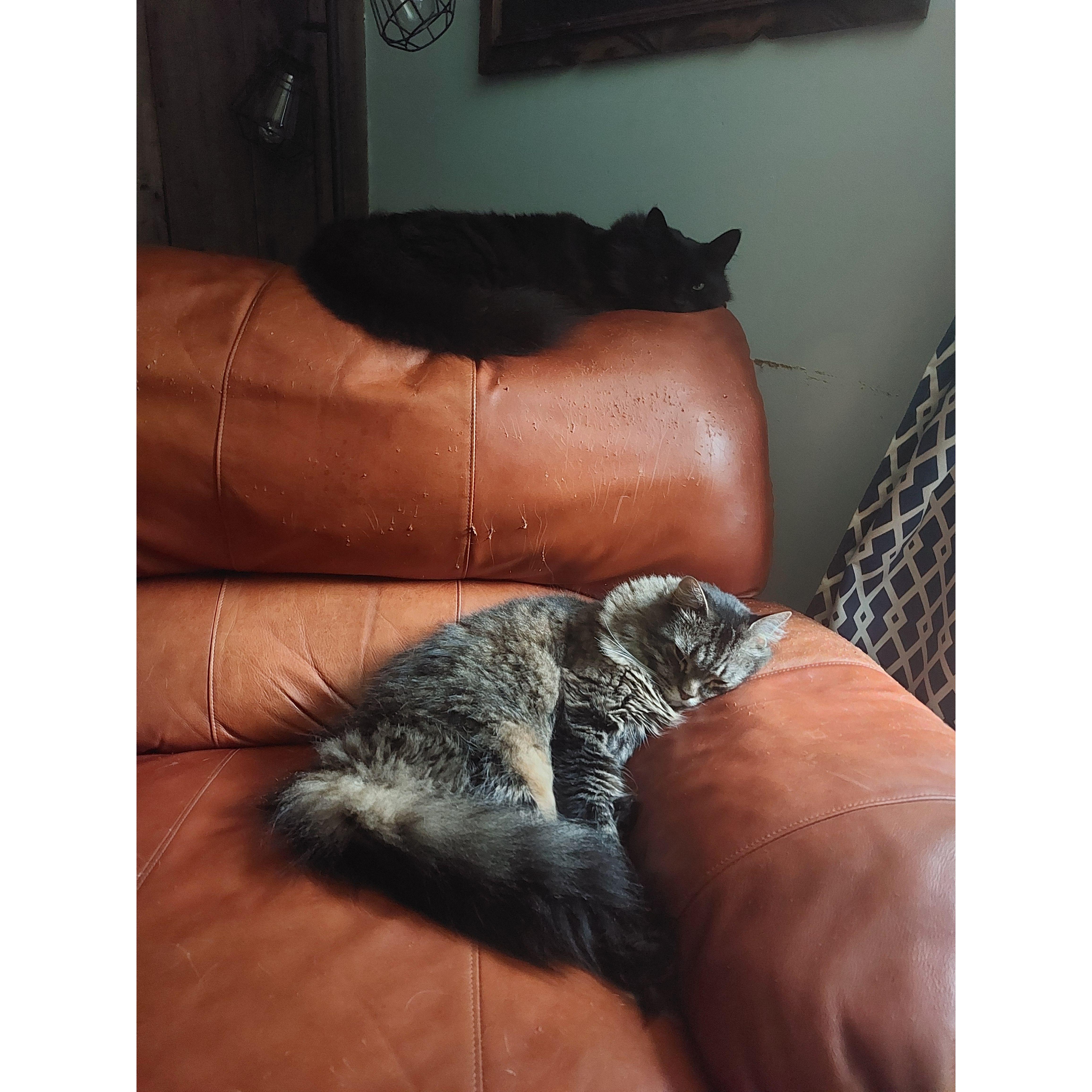 Padfoot & Pippin chair time