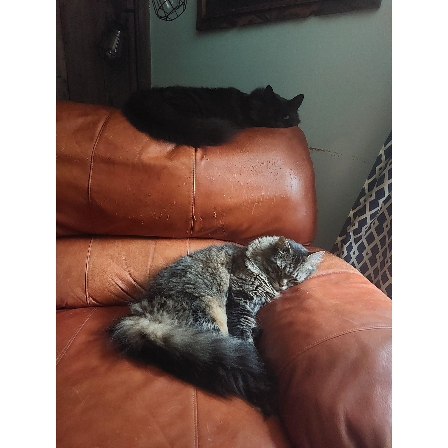 Padfoot & Pippin chair time