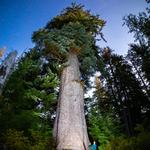 World's Largest Sitka Spruce