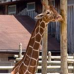 Knoxville Zoo
