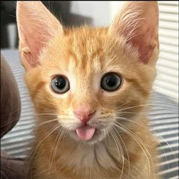 Our New Kitty