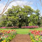 Airlie Gardens