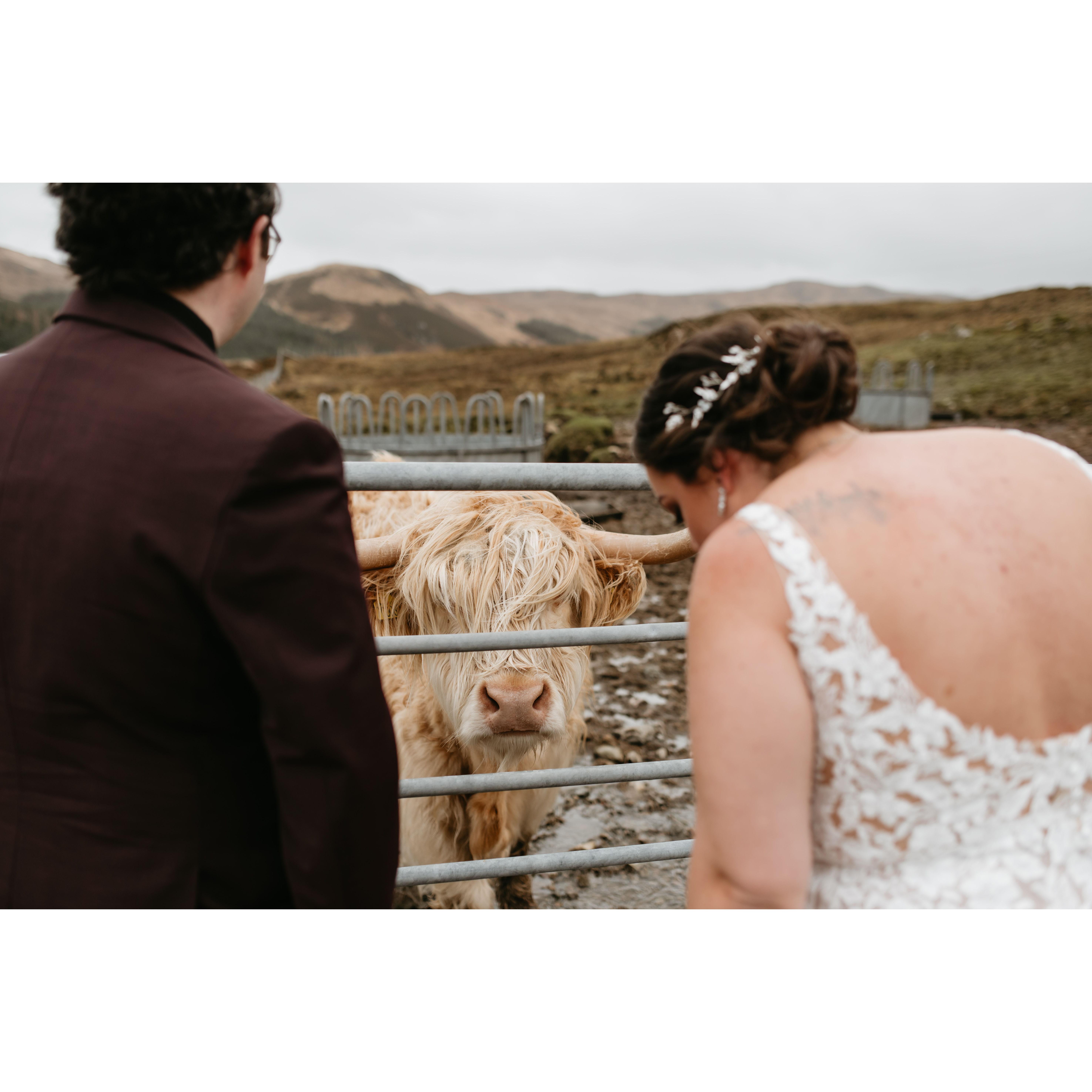 When Sam, our photographer, asked what our top 5 shots would be, the very first was "THE COOS"! This was the ONLY time that we saw the coos on Skye, and we were beyond excited!