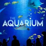 Georgia Aquarium