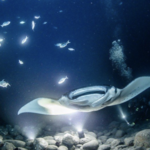 Manta Ray Night Dive