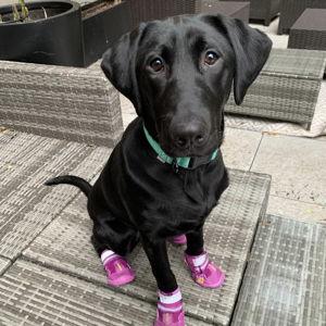 Treats for Echo
