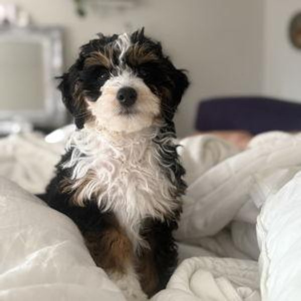 Our New Puppy, Maisie!