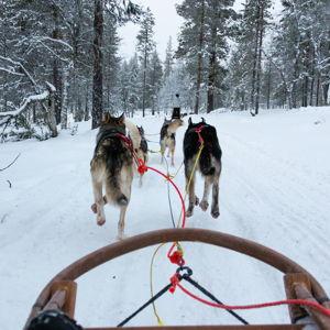 Dog Sledding Adventure