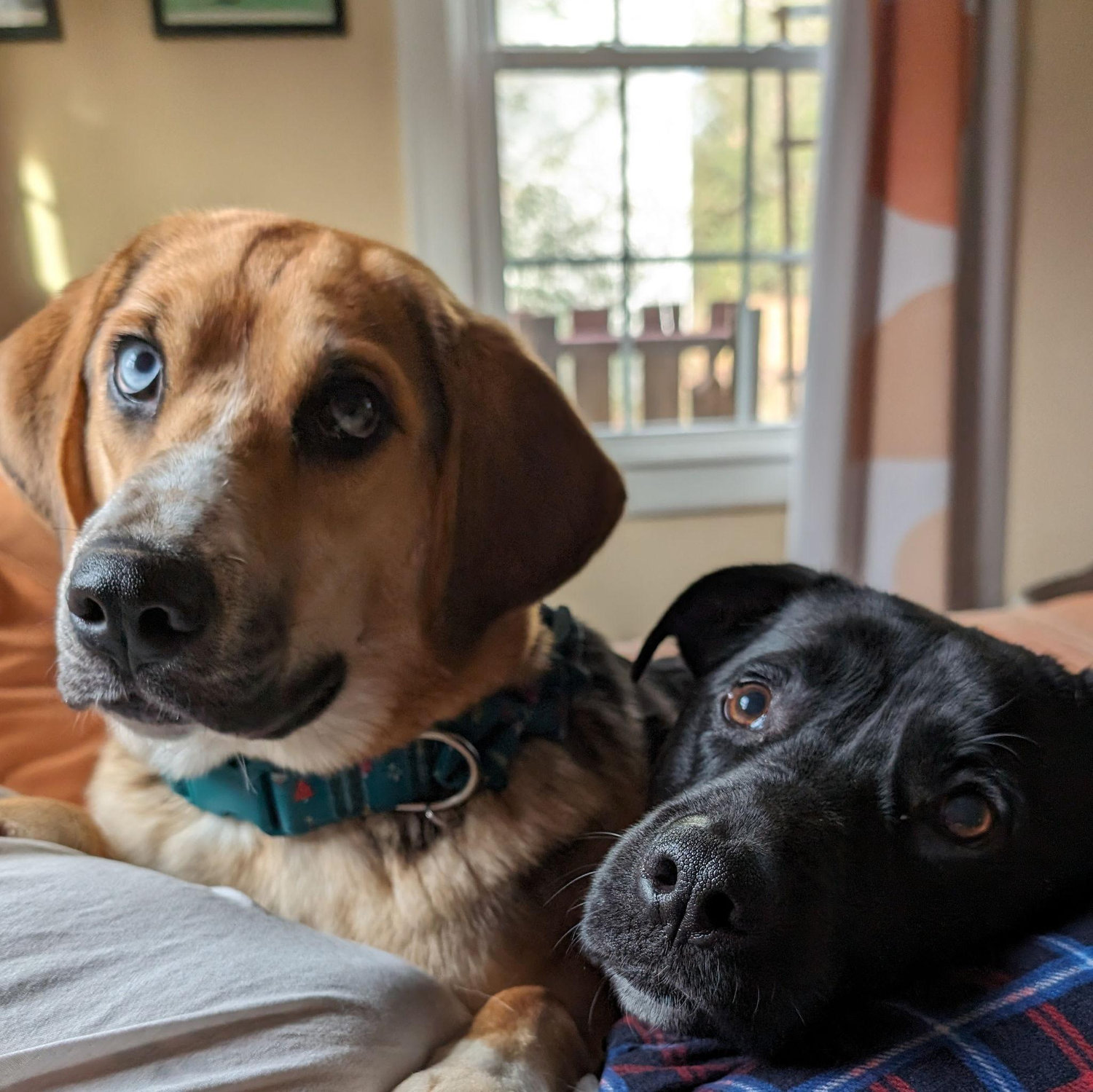 Echo (left) & Banjo (right)