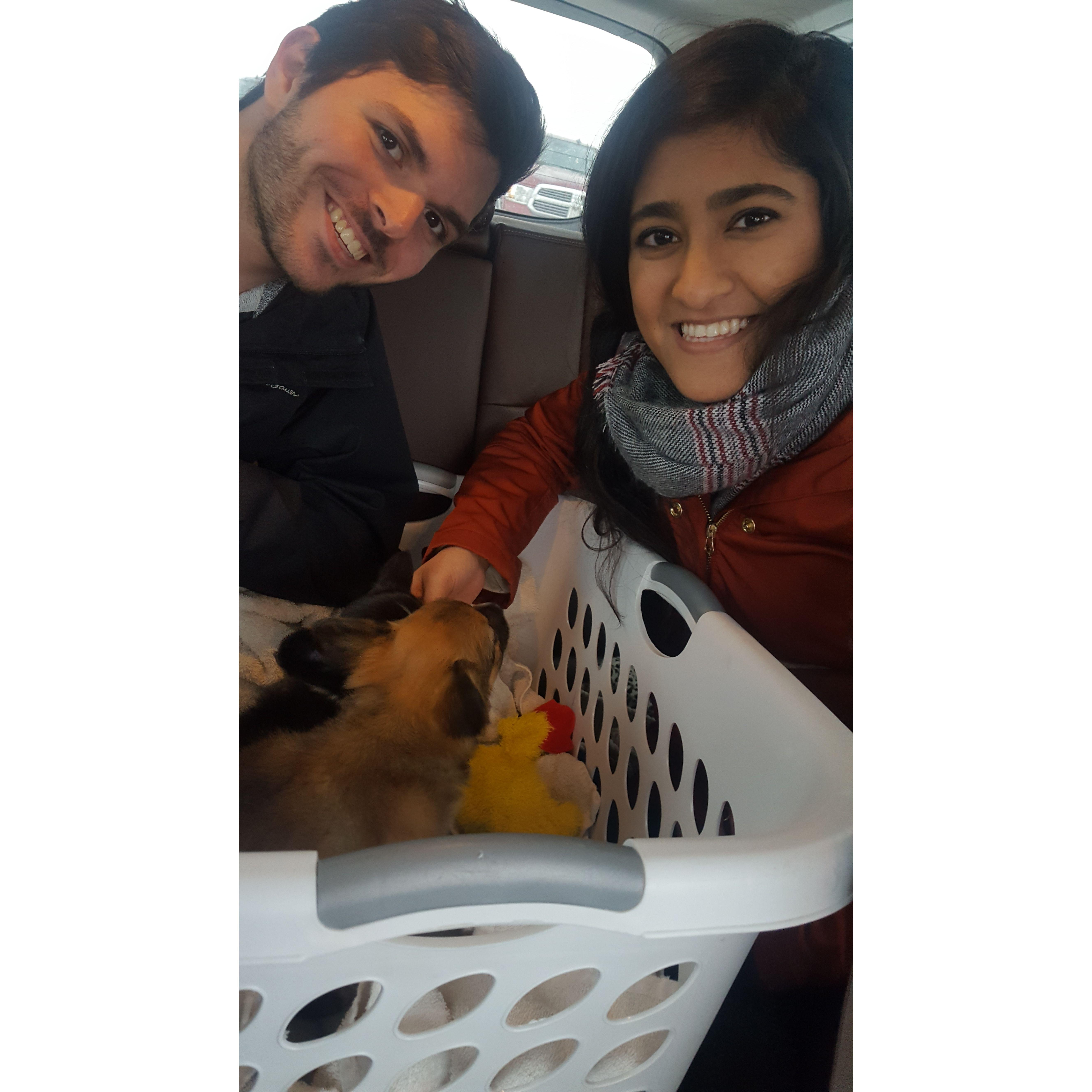 Adopted Puppies (Daisy and Coco)! February 2018