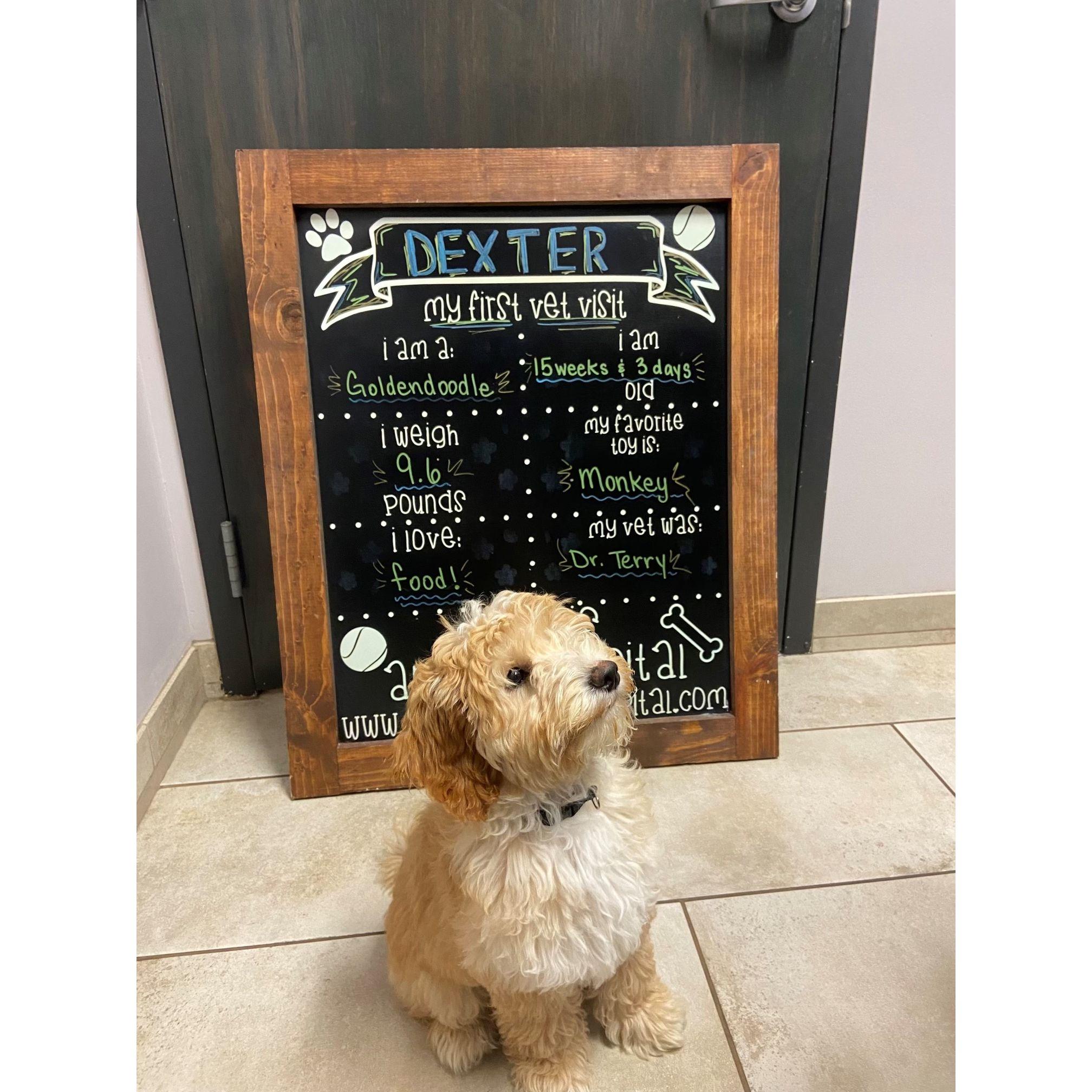 Josh's parents dog Dexter at his first vet appt