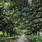 Boone Hall Plantation & Gardens