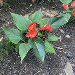 Frederik Meijer Gardens & Sculpture Park