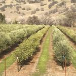 Olica Olive Oil and Olive Mill