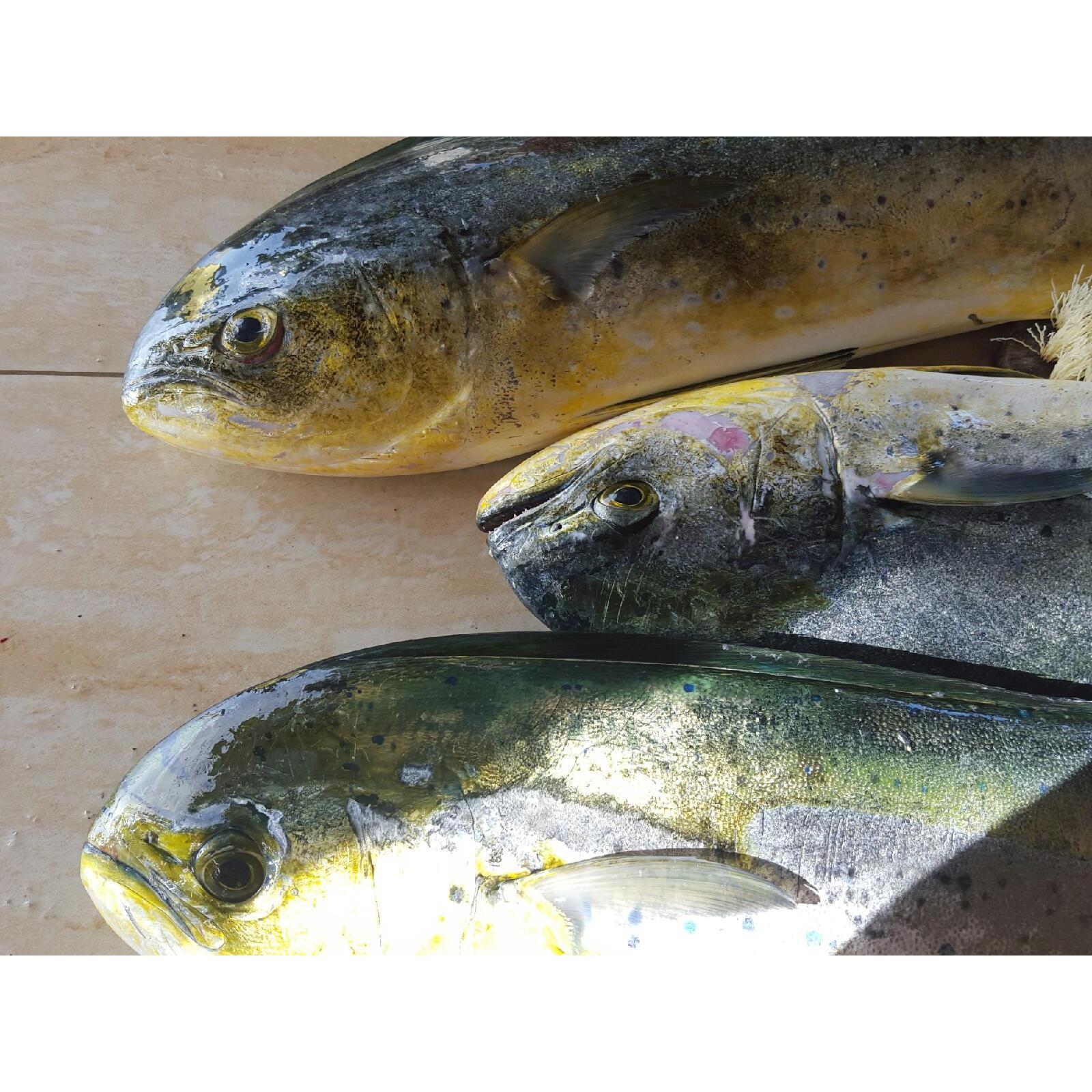All the local fish, fresh off the boat!