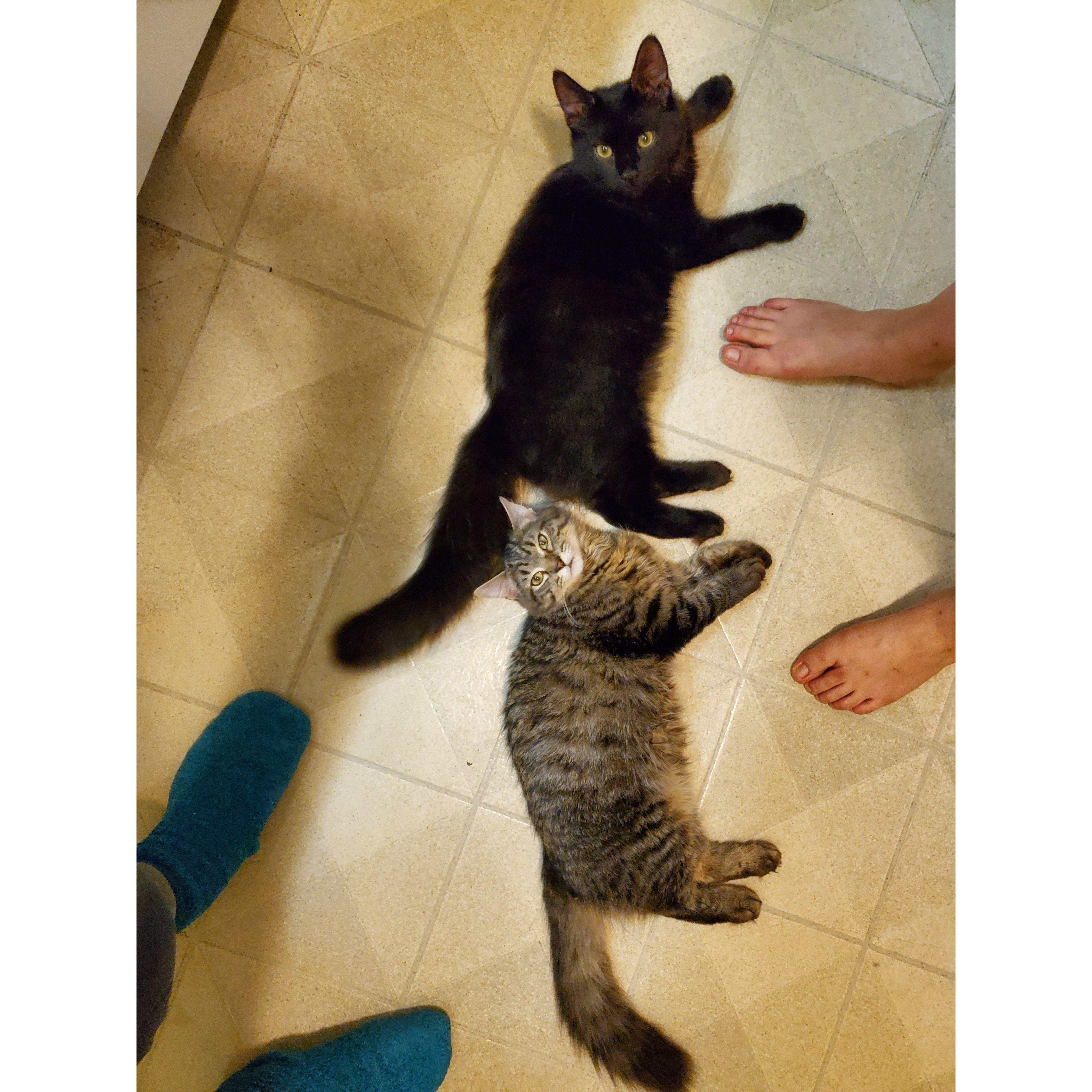 Mini Padfoot & Pippin and some feet!