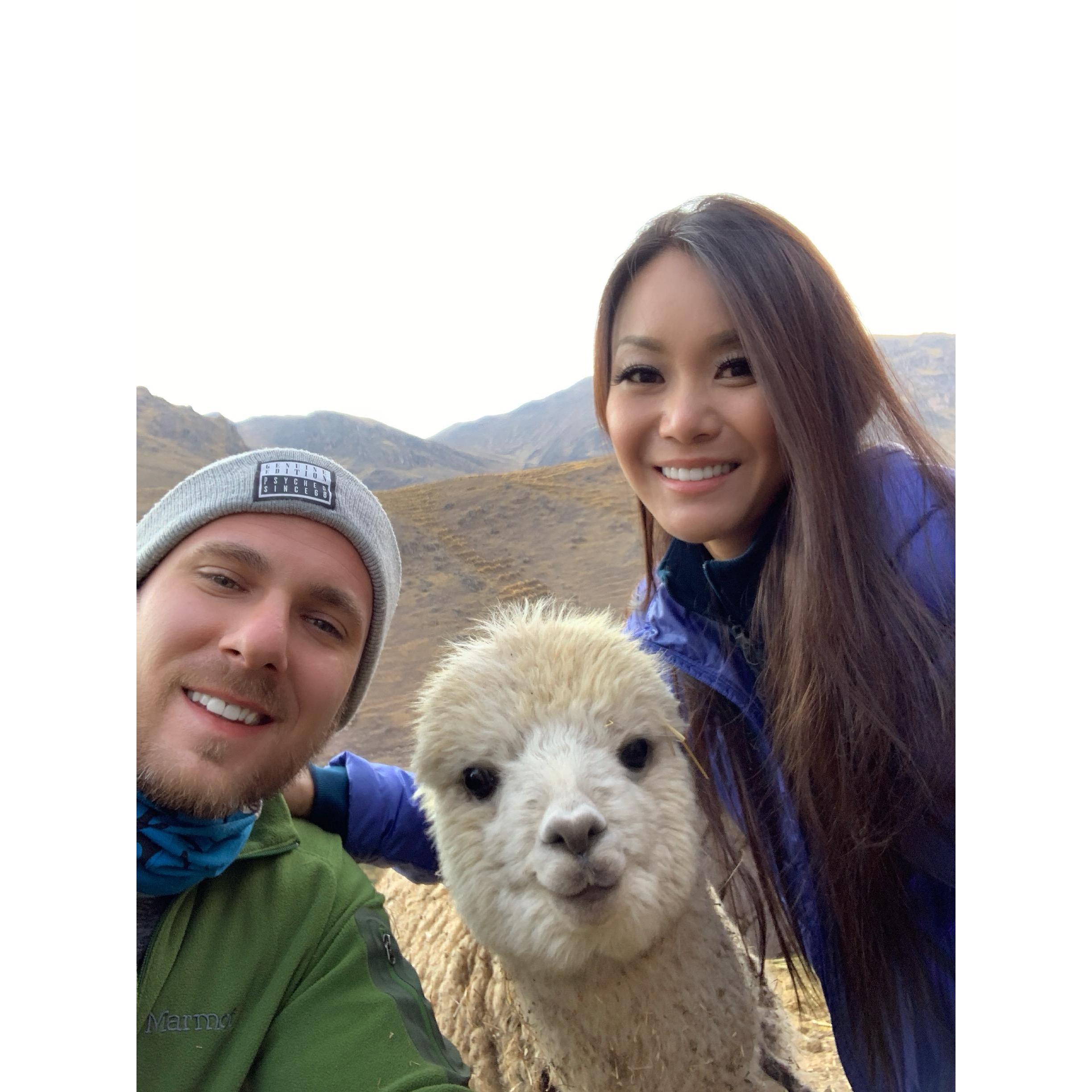 With our cute little friendly alpaca