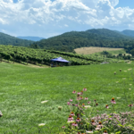 Pippin Hill Farm & Vineyards
