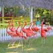 Ardastra Gardens & Wildlife Conservation Centre