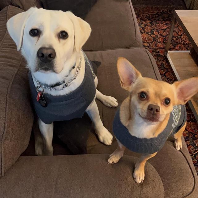 Doggy Daycare Package