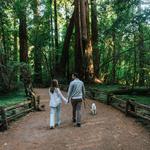 Henry Cowell Redwoods State Park