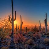 Saguaro National Park
